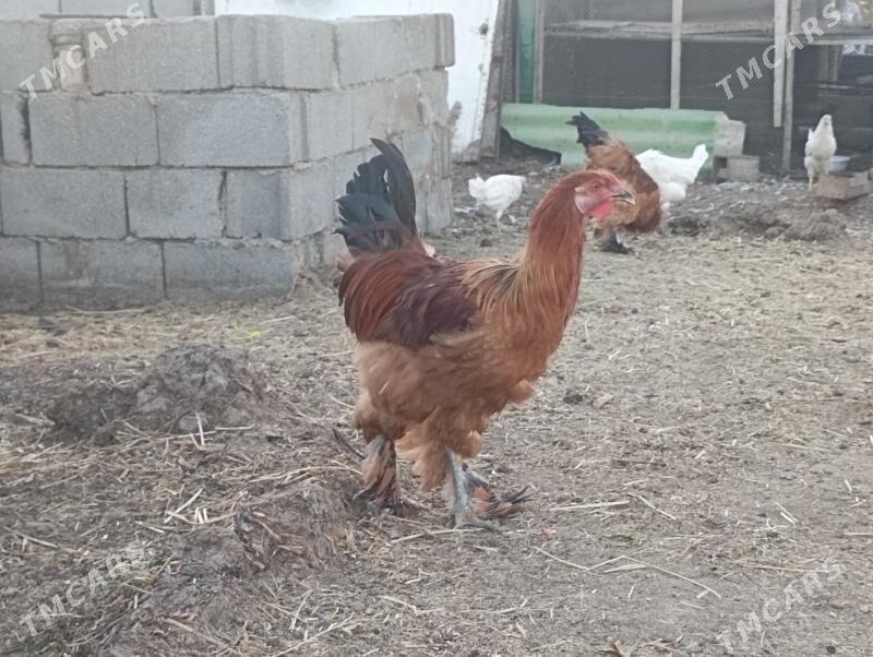 Horazlar - Бузмеин - img 2