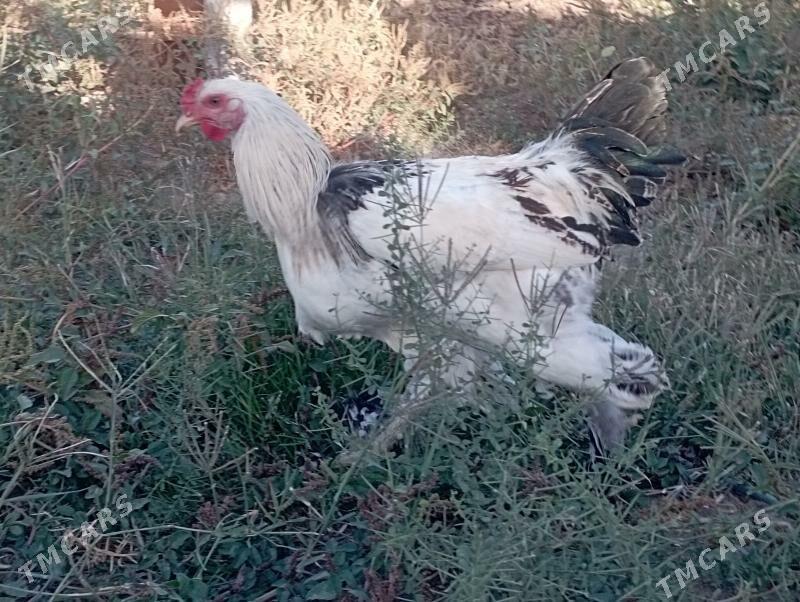 Horazlar - Бузмеин - img 7