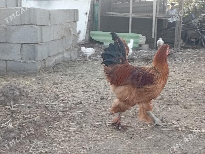 Horazlar - Бузмеин - img 4