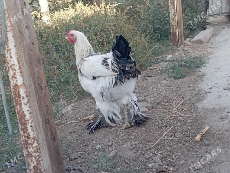 Horazlar - Бузмеин - img 3