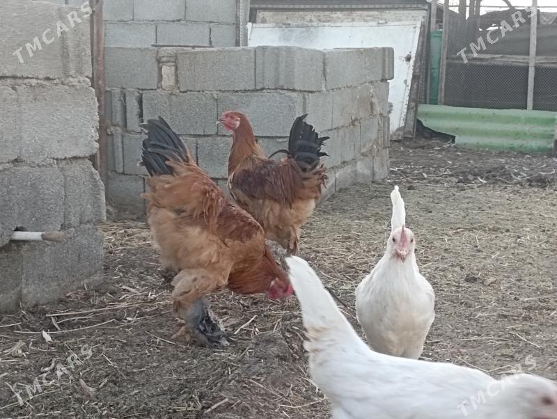 Horazlar - Бузмеин - img 6