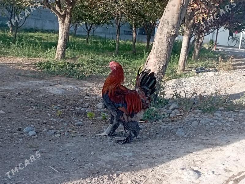 Horazlar - Бузмеин - img 5