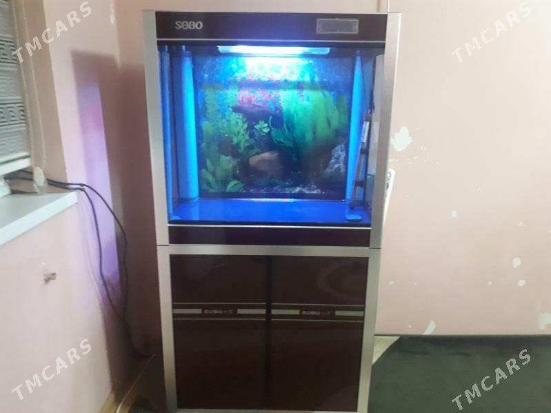 SOBO Akwarium - Türkmenabat - img 3