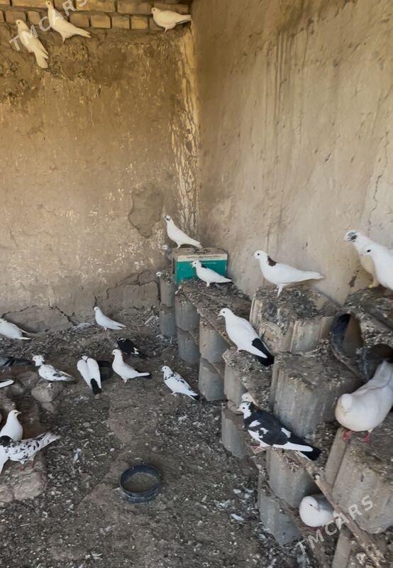 kepderi - Kaka - img 1