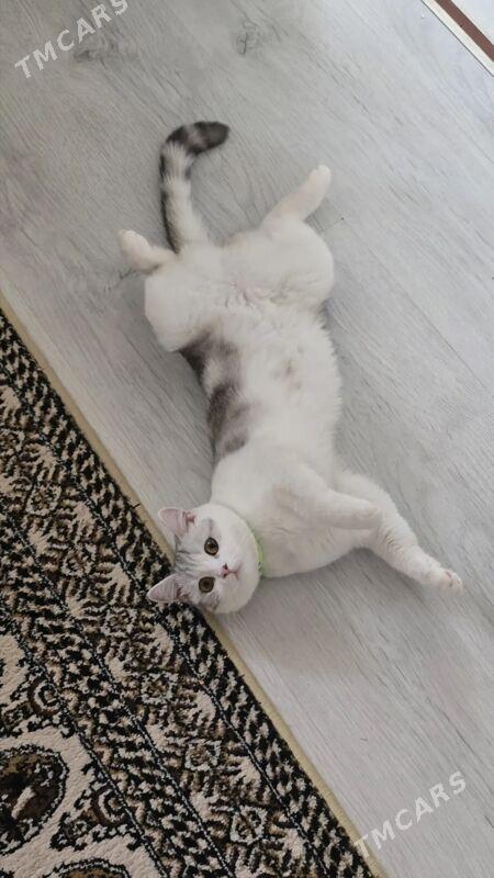 кошка прямо ушка - Aşgabat - img 5