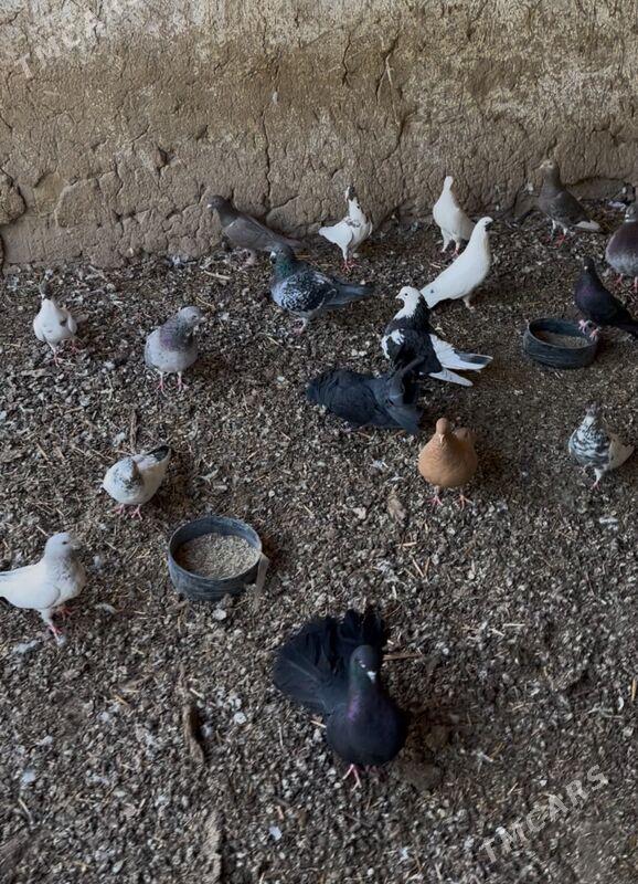 kepderi - Kaka - img 3