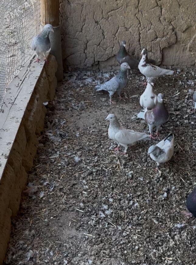 kepderi - Kaka - img 6