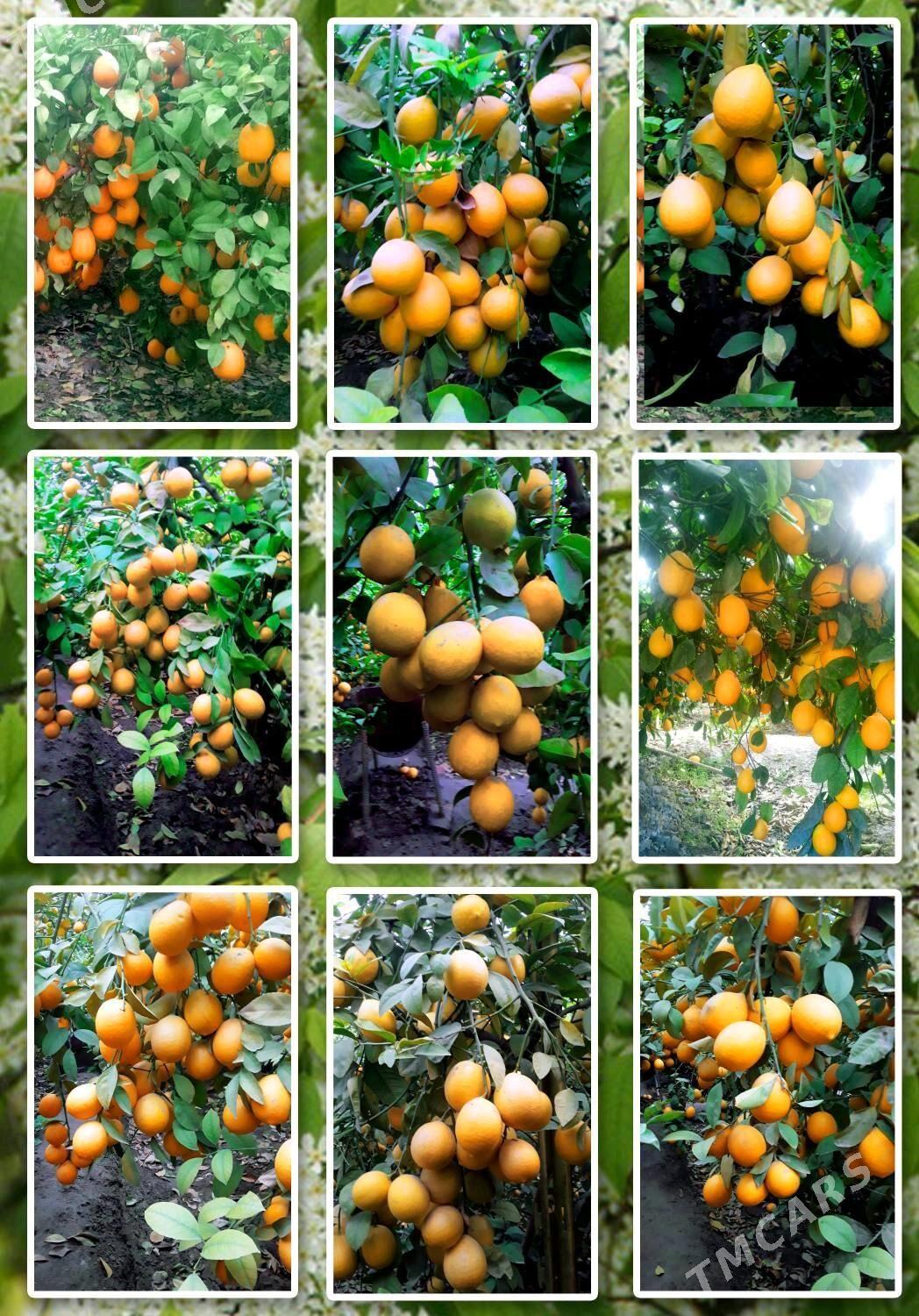 Limon sitilleri - Gökdepe - img 2
