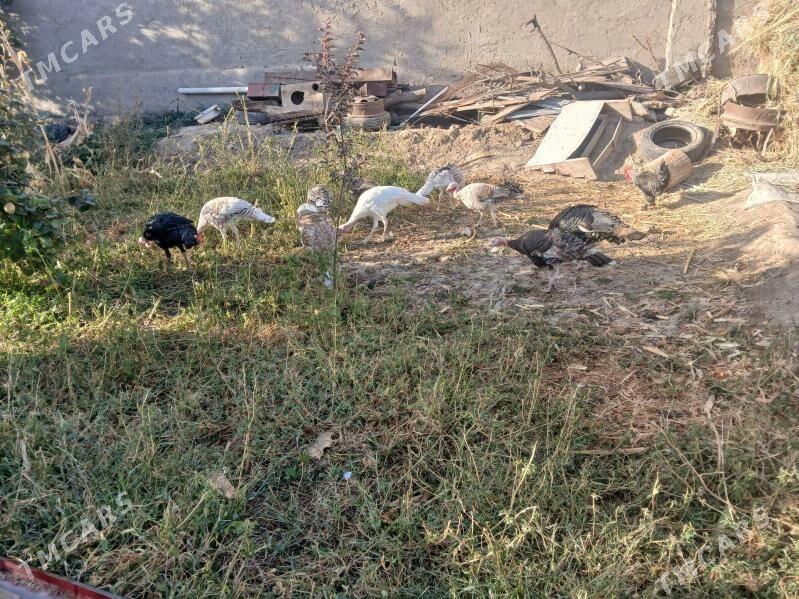 induk - Baýramaly - img 3