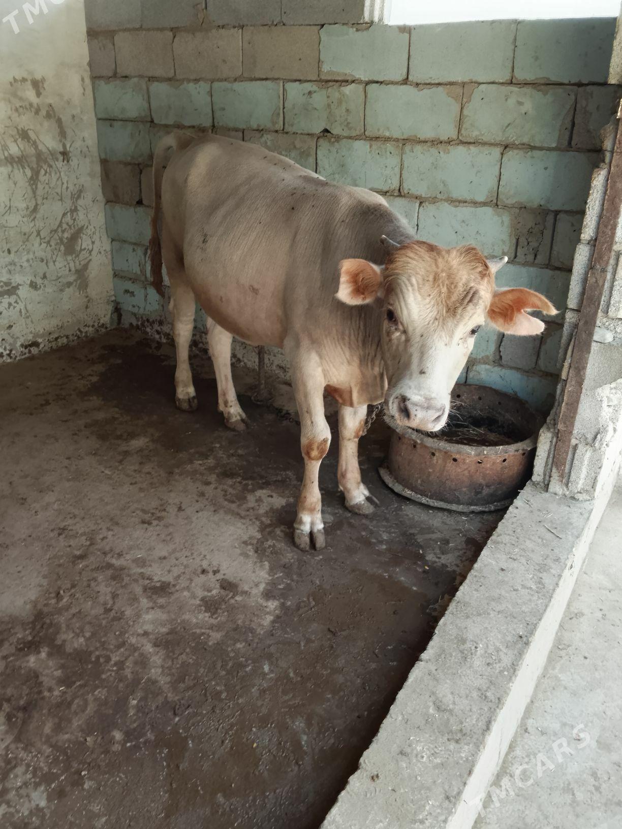 Okuz - Bäherden - img 2