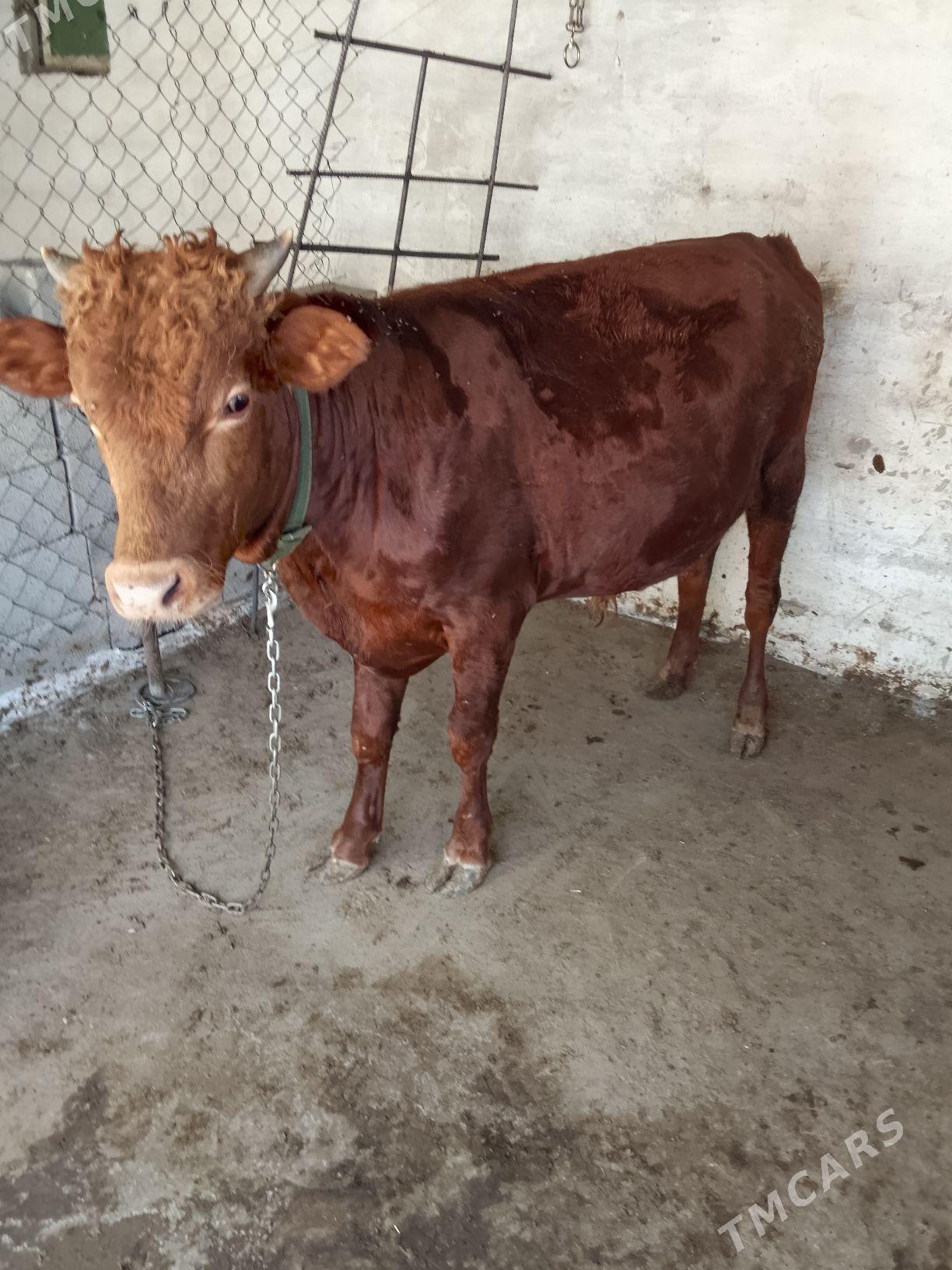 Okuz - Бахарден - img 1