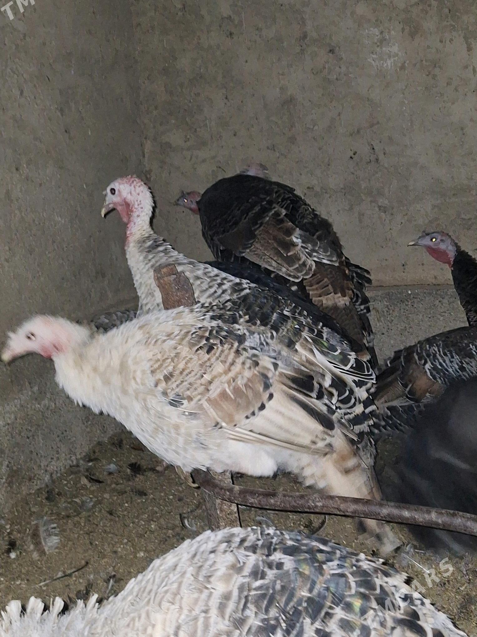 Induk - Теджен - img 1