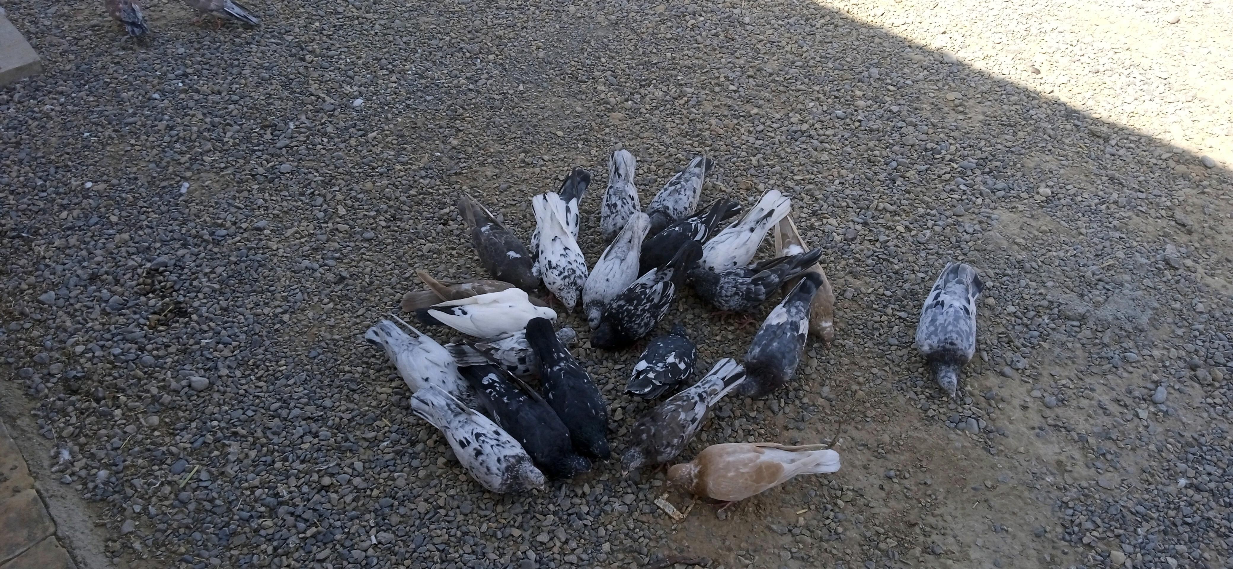 KEPDERI - Baýramaly - img 6