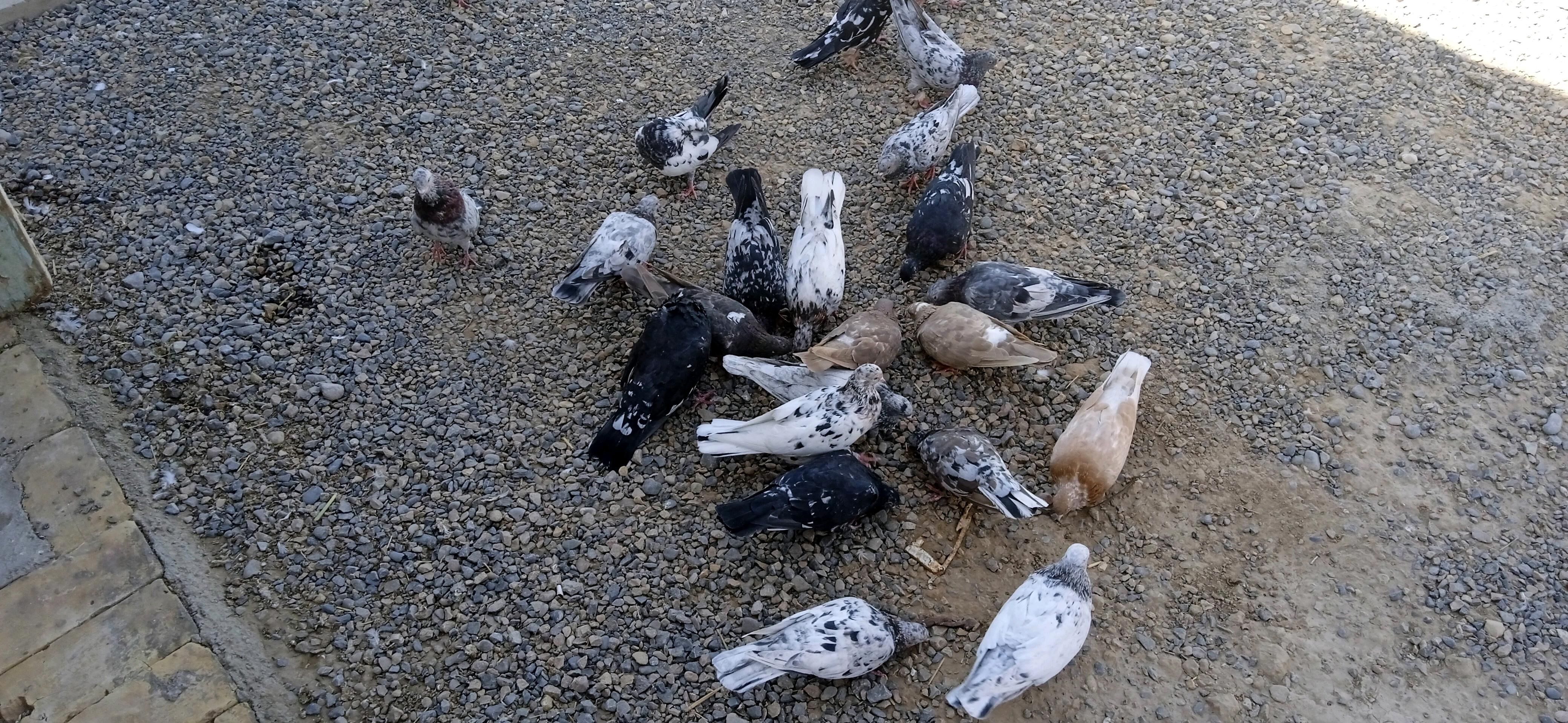 KEPDERI - Baýramaly - img 8