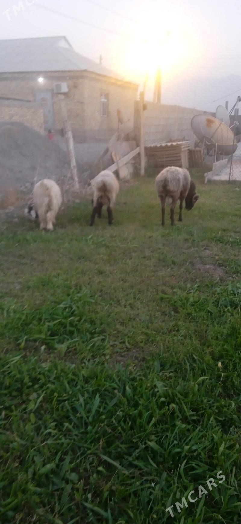 goc - Gökdepe - img 1