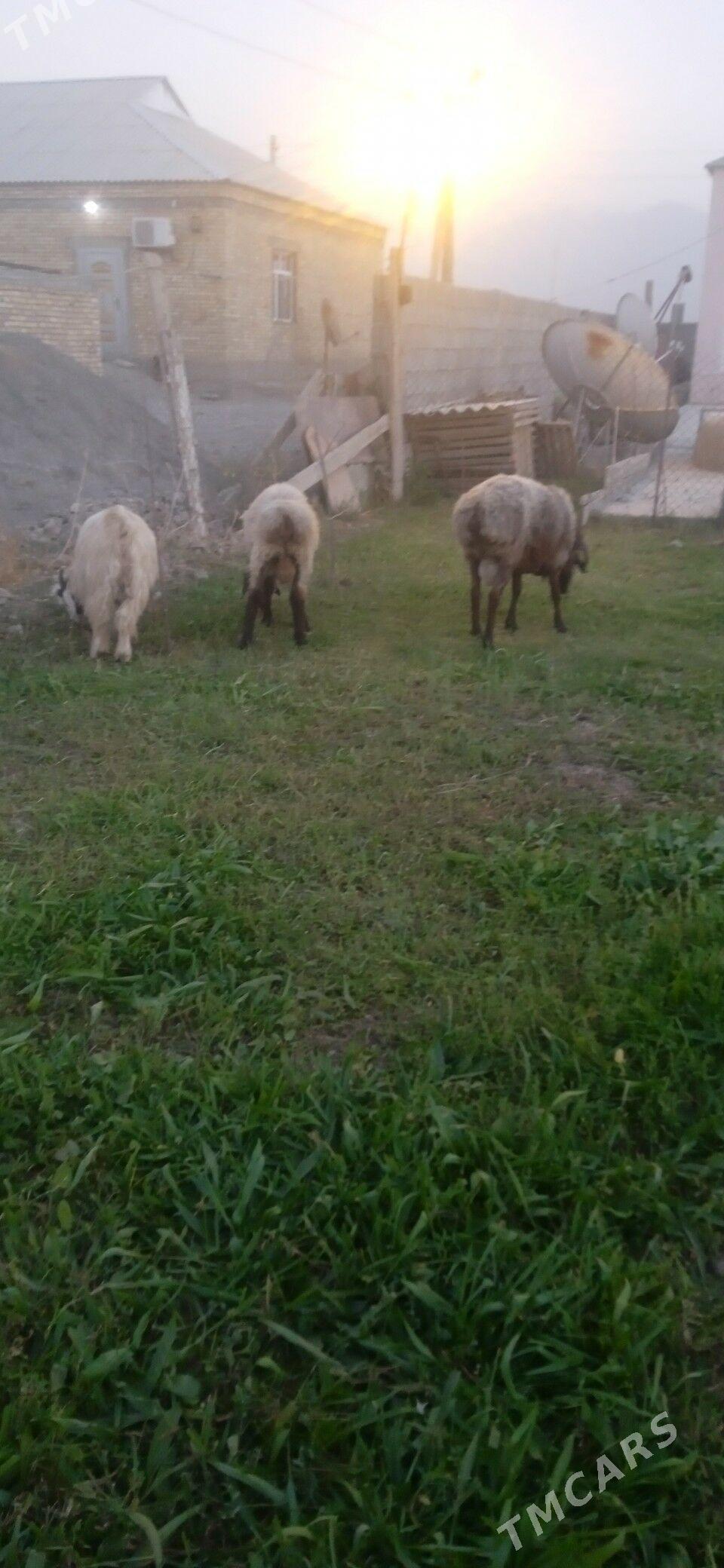 goc - Gökdepe - img 2