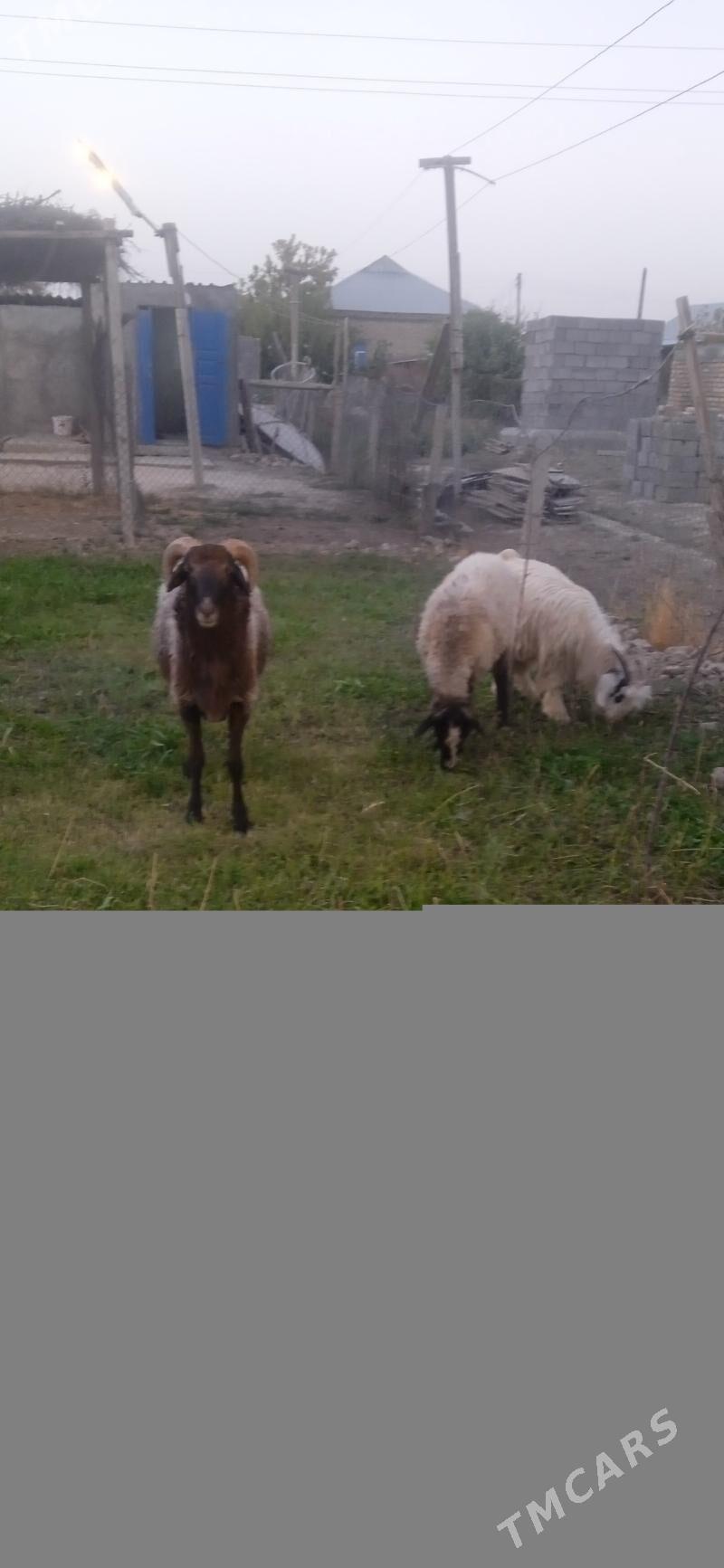 goc - Gökdepe - img 3