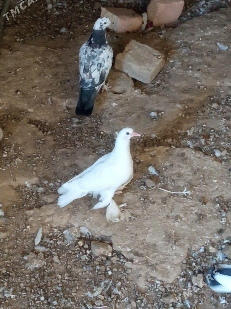 guslar - Гызыларбат - img 3