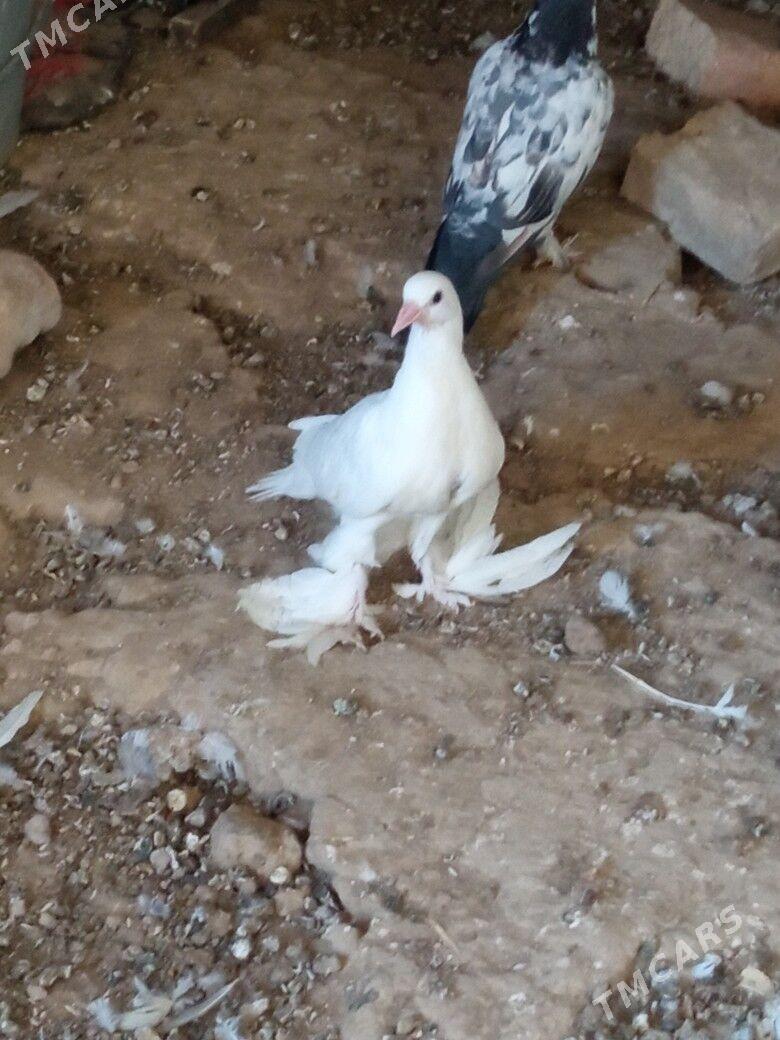 guslar - Гызыларбат - img 1