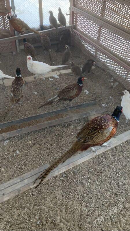 Sülgün Фазан Käkilik - Ашхабад - img 10