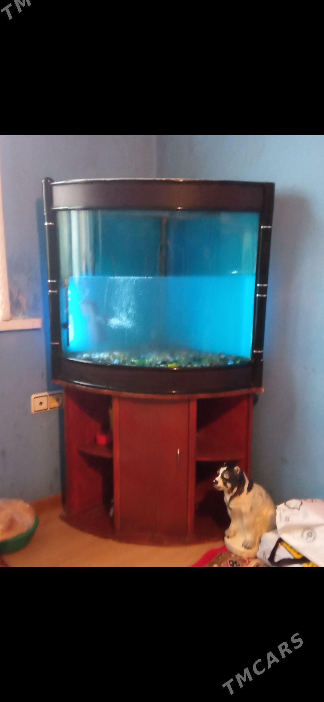 akwaryum - Aşgabat - img 1