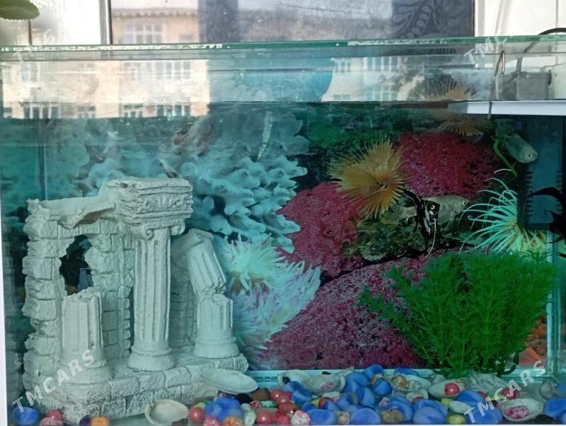 Akwaryum - Parahat 1 - img 1