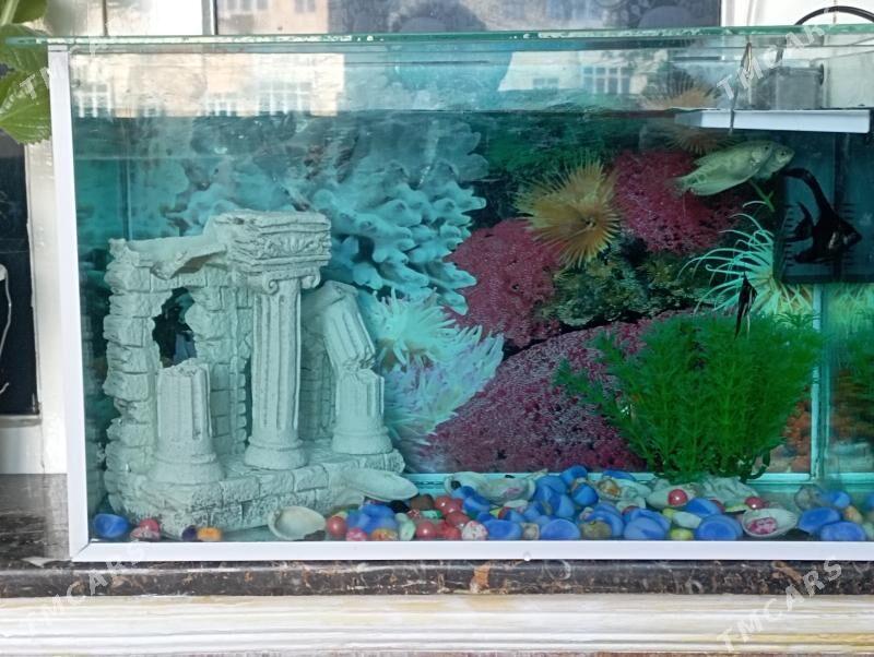 Akwaryum - Parahat 1 - img 2