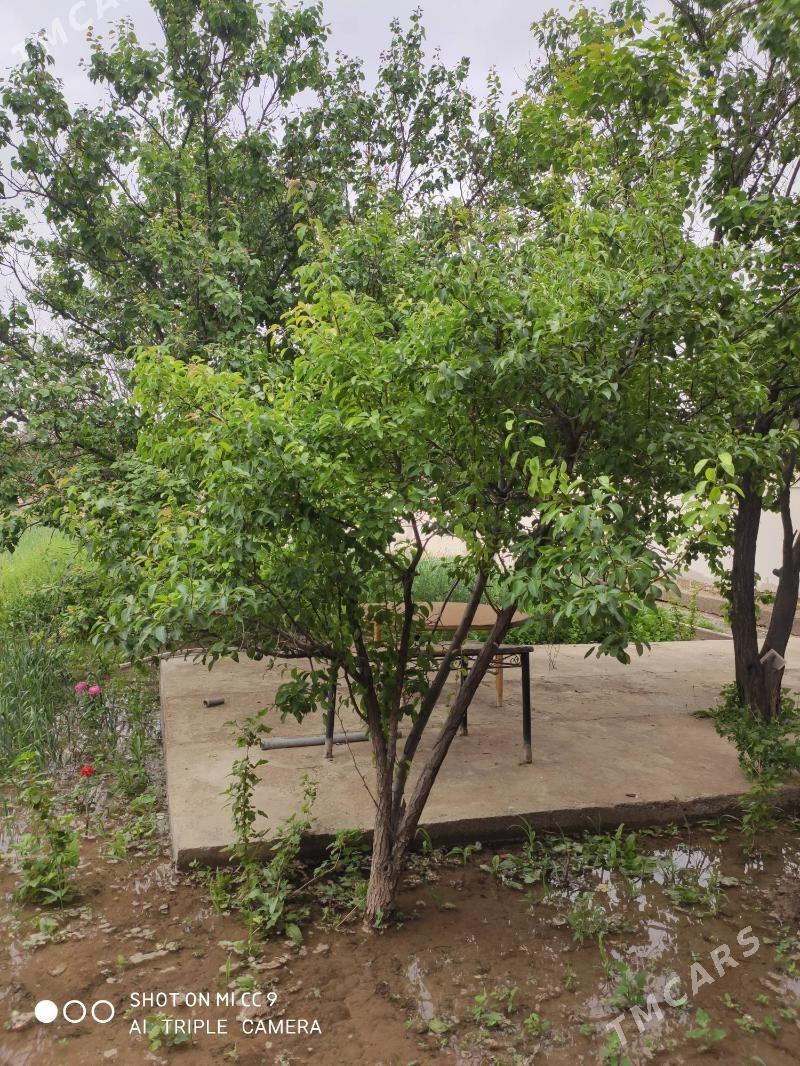 ucaska - Дашогуз - img 4