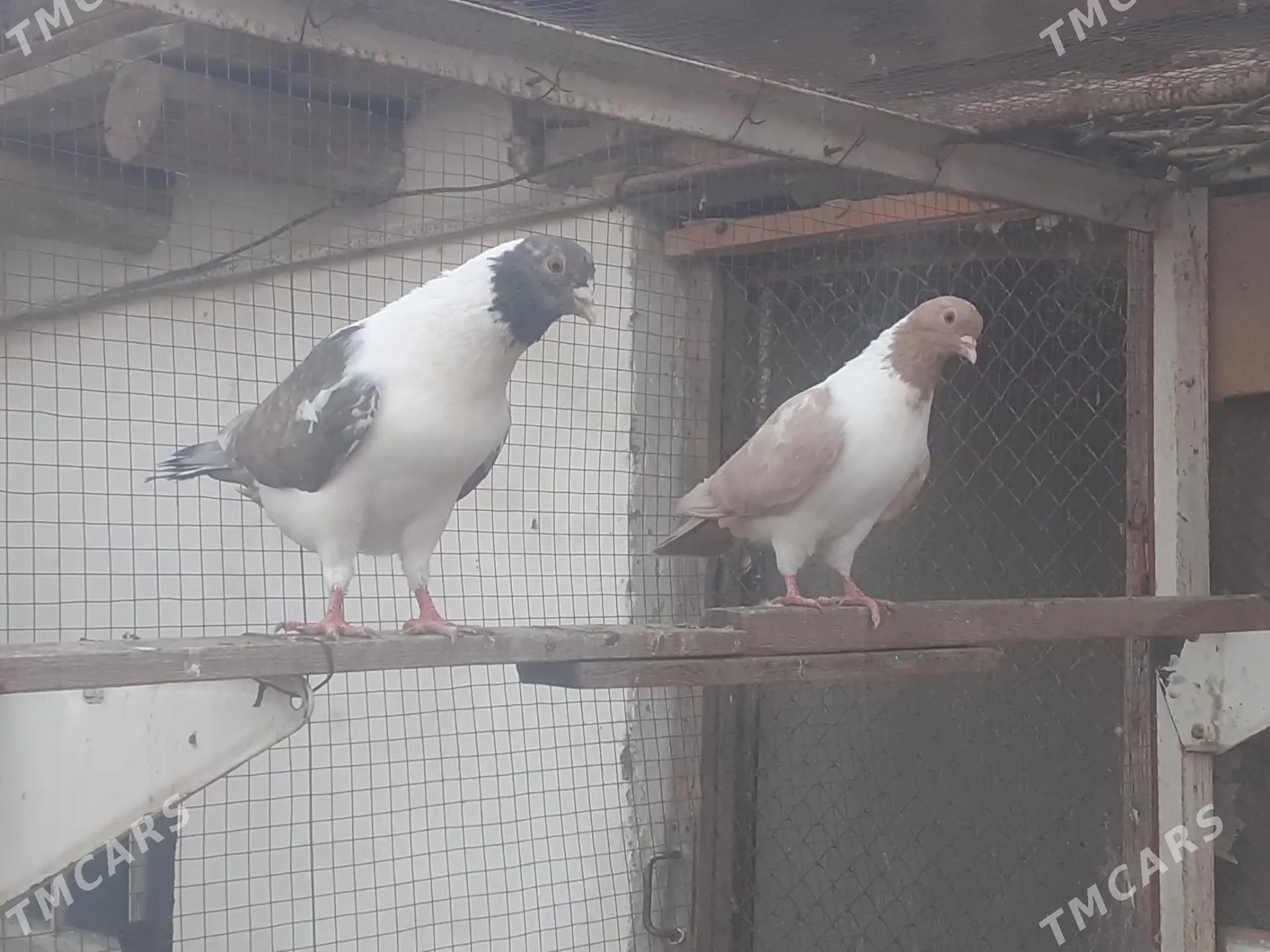 kepderi голуби - Mary - img 2