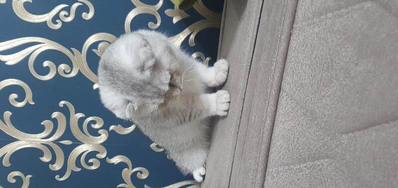 Шотландские котята - Ашхабад - img 5