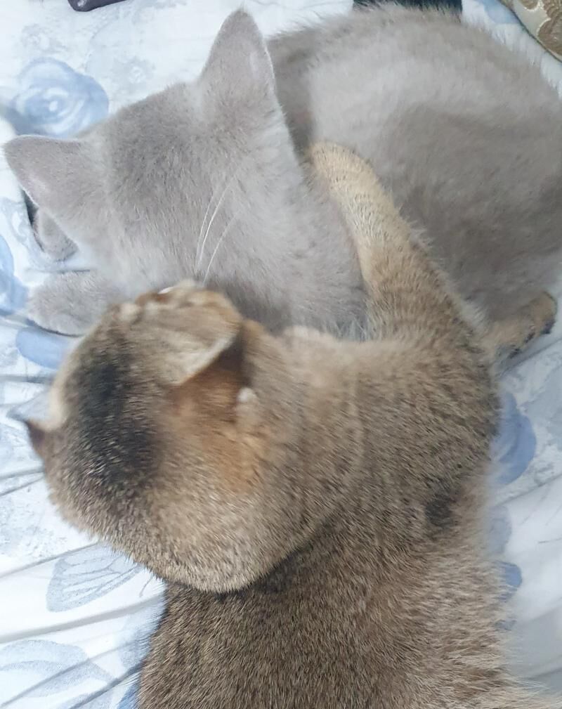 Шотландские котята - Ашхабад - img 3