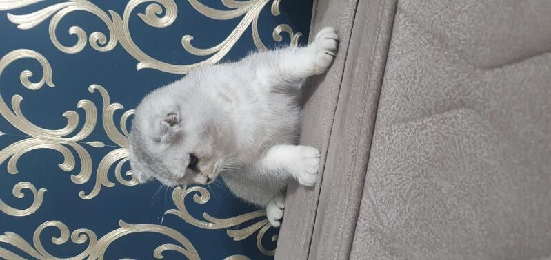 Шотландские котята - Ашхабад - img 6