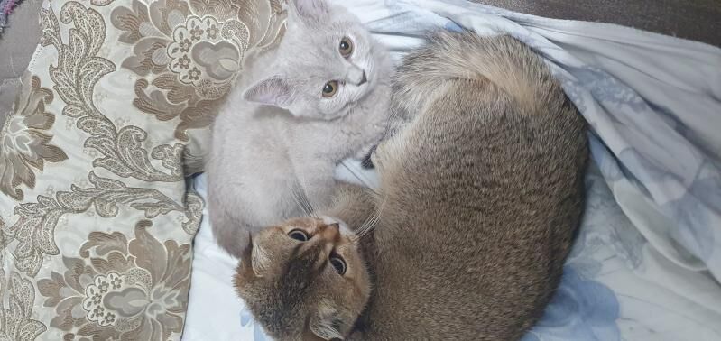 Шотландские котята - Ашхабад - img 4