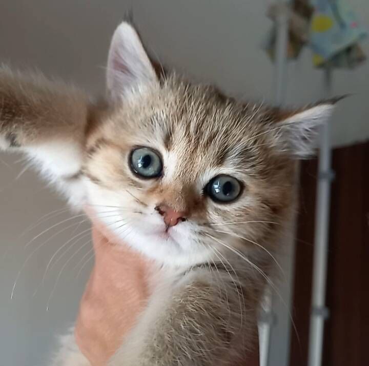 Шотландские котята - Ашхабад - img 7