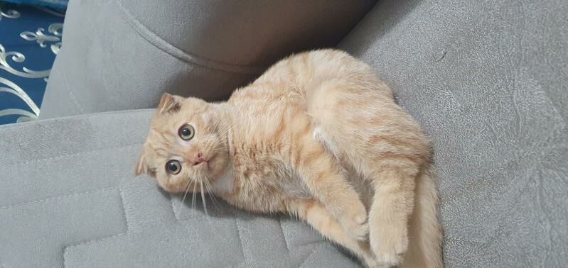 Шотландские котята - Ашхабад - img 8