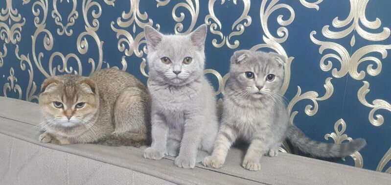 Шотландские котята - Ашхабад - img 9