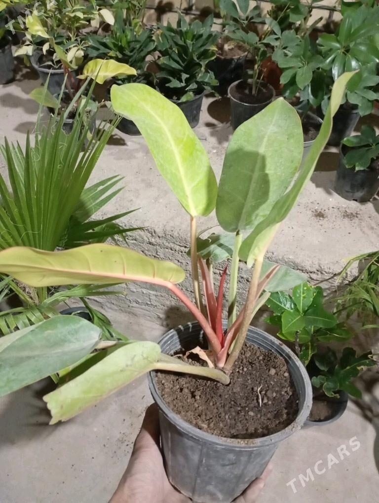 Öý gülleri - Мургап - img 4