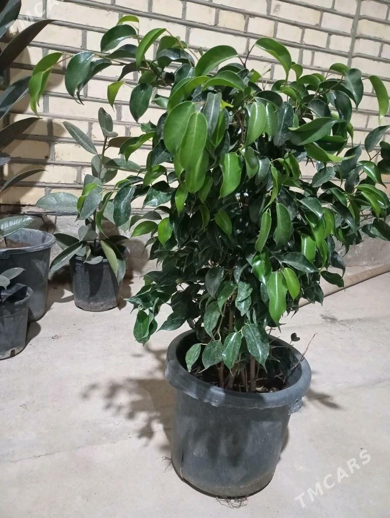 Öý gülleri - Мургап - img 9