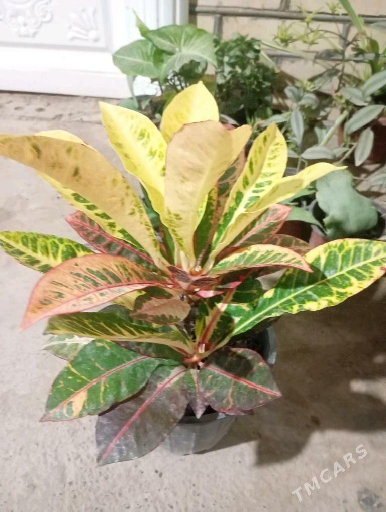 Öý gülleri - Мургап - img 3