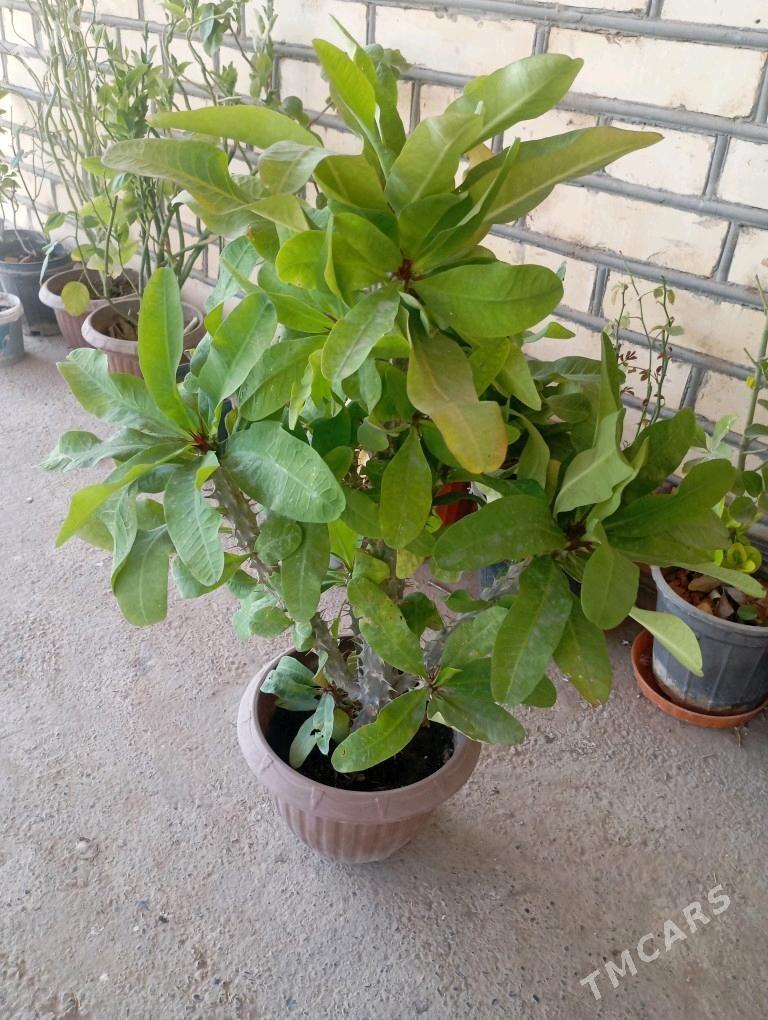 Öý gülleri - Мургап - img 6