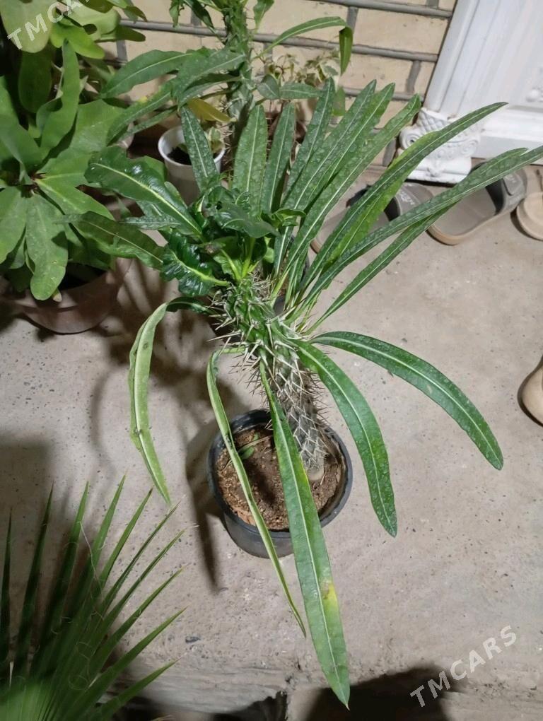 Öý gülleri - Мургап - img 7