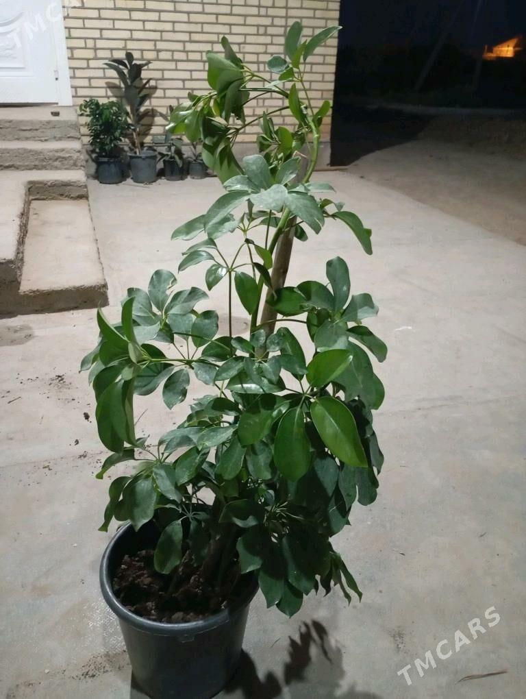 Öý gülleri - Мургап - img 5