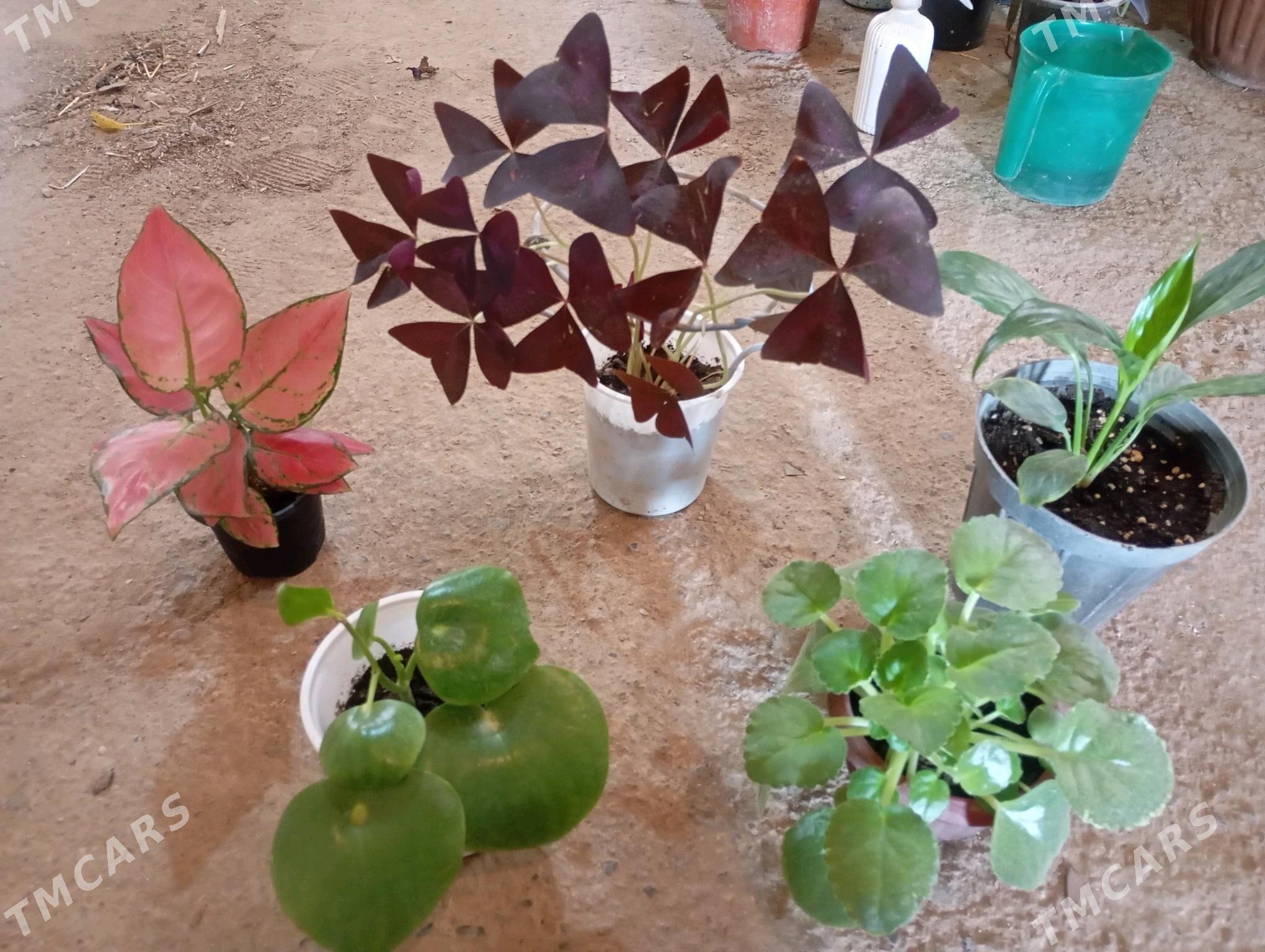 Öý gülleri - Мургап - img 8