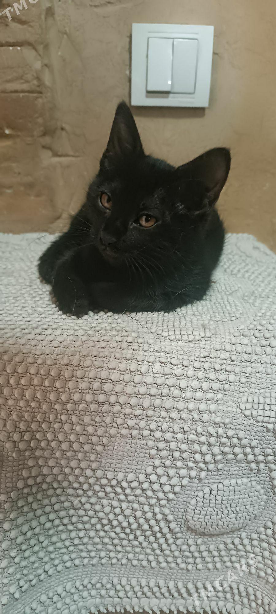 отдаём в добрые руки - Aşgabat - img 2