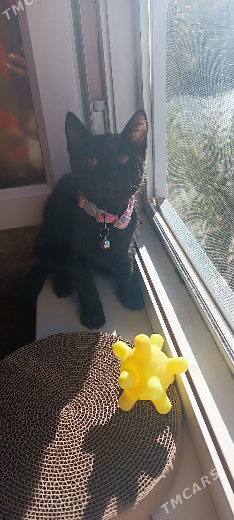 отдаём в добрые руки - Aşgabat - img 1