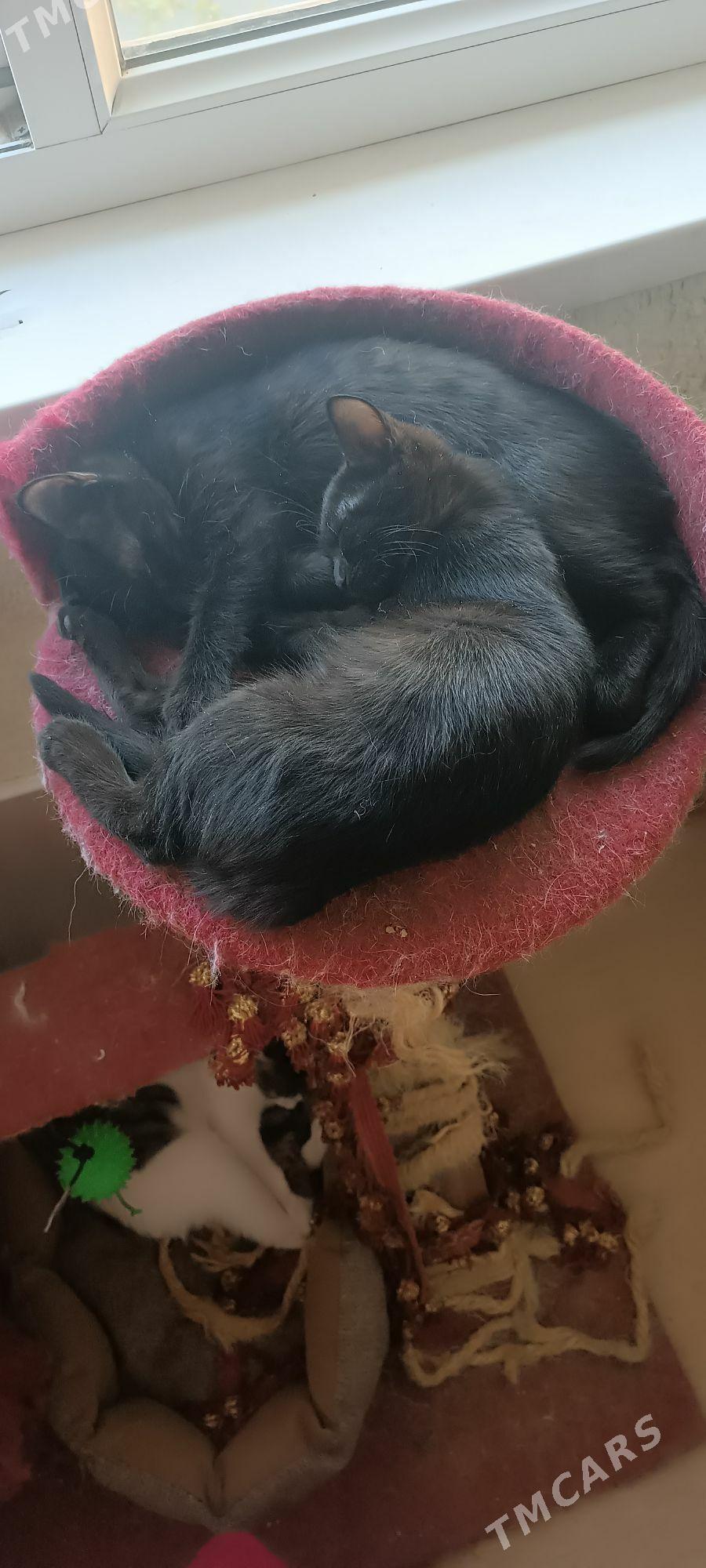 отдаём в добрые руки - Aşgabat - img 3