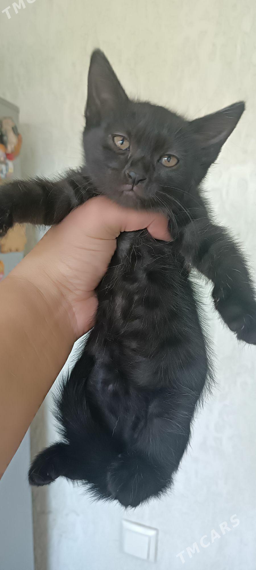 отдаём в добрые руки - Aşgabat - img 4