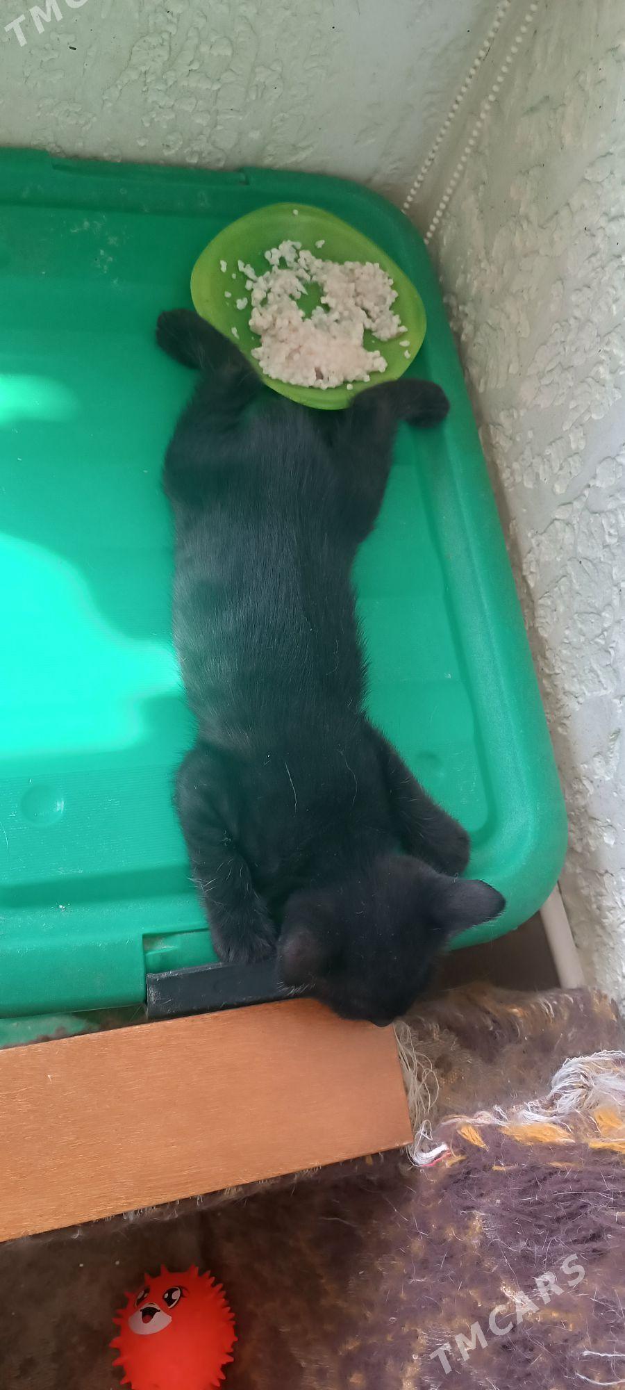 отдаём в добрые руки - Aşgabat - img 5