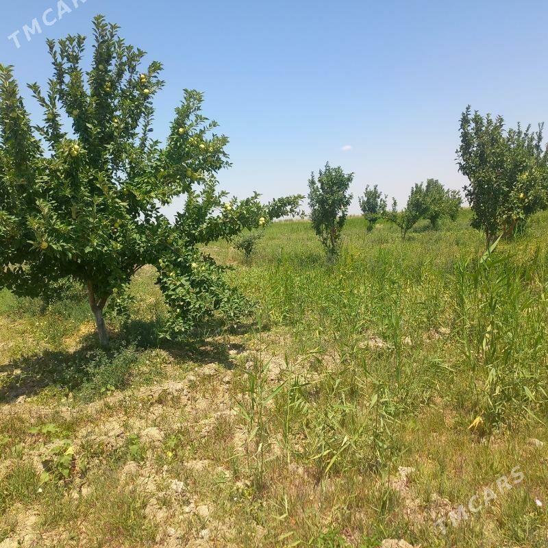 10 ga. ýer - Ak bugdaý etraby - img 2