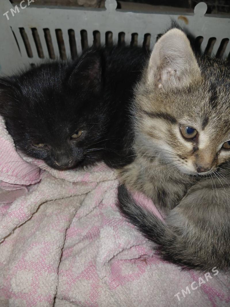 pisijikler - Дашогуз - img 2